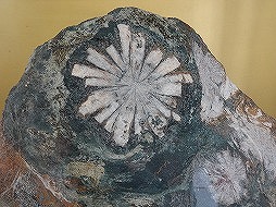 菊花石