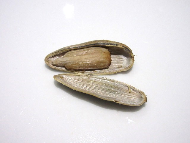 ひまわりのタネ