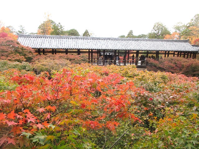 本坊庭園（方丈）　通天台からの眺め
